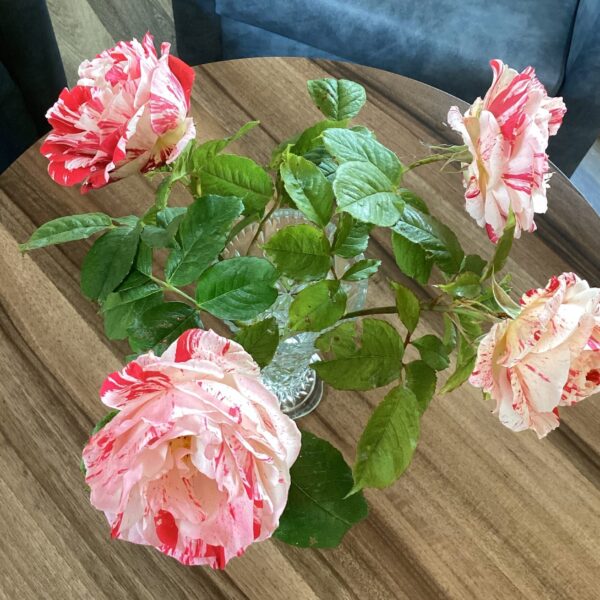 Photograph of vase of stripy roses