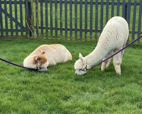 Photo of 2 alpacas in the garden. One is lying on the grass.