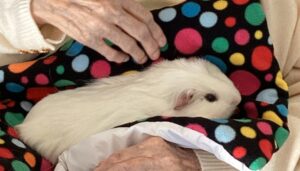 White guinea pig on lap