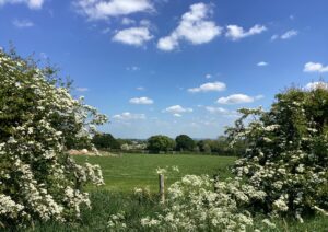Photo of fields, with Hawthorne trees.