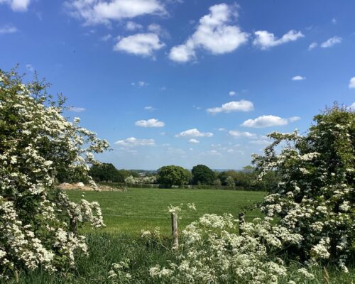 Photo of fields with Hawthorne trees