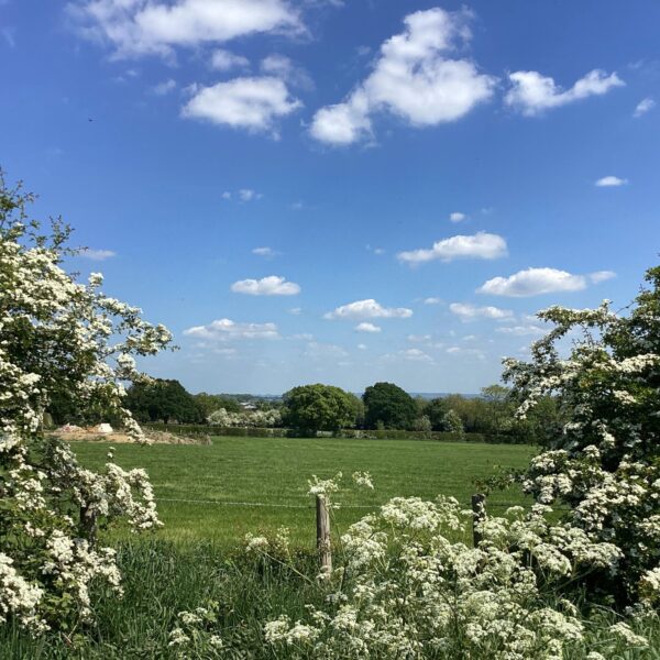 Photo of fields with Hawthorne trees