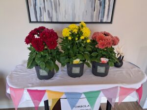 Three chrysanthemum plants on a table.