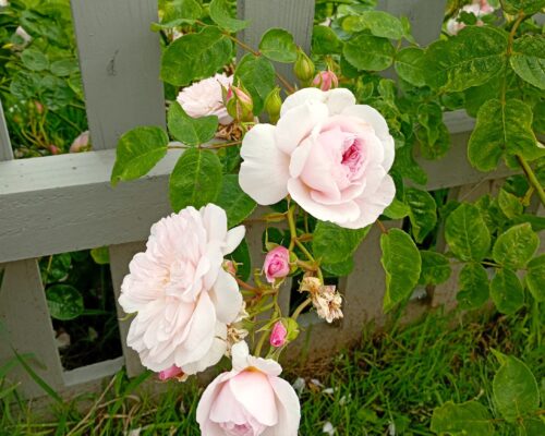 Betty's rose