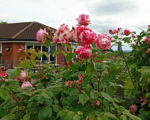 Elmhurst roses